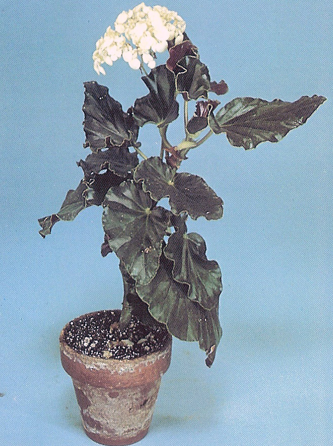 B. ‘Pat Burdick’